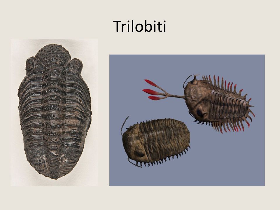 Trilobiti