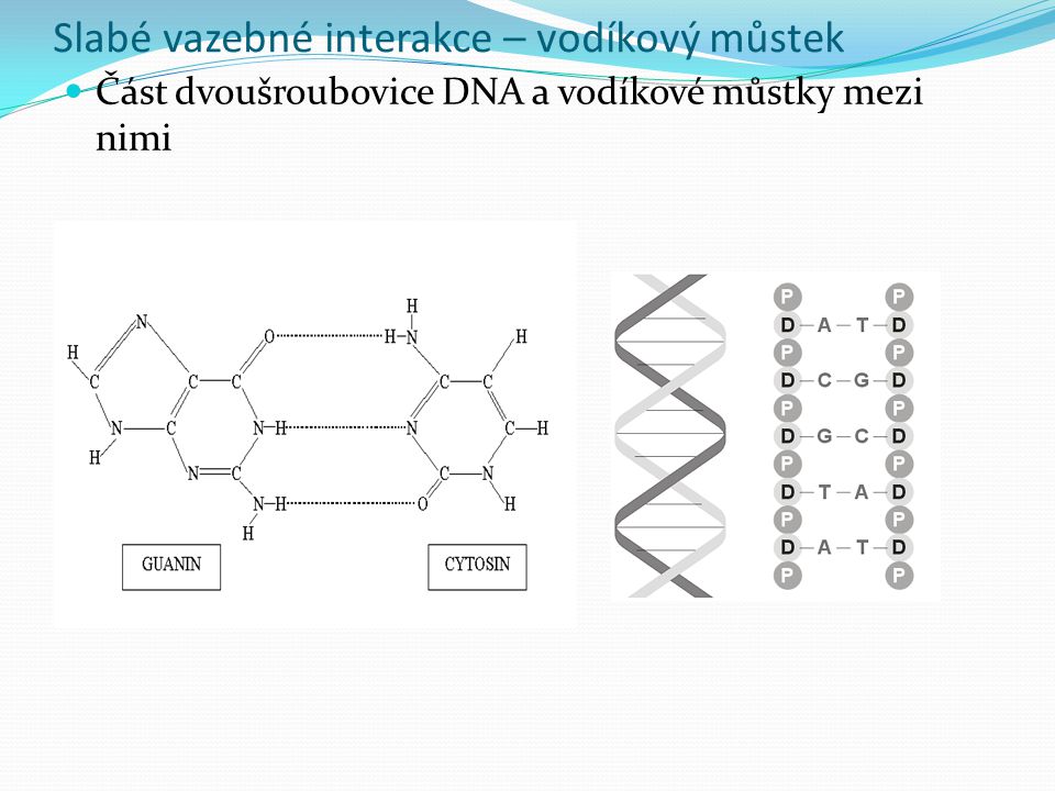 Slabé vazebné interakce – vodíkový můstek Část dvoušroubovice DNA a vodíkové můstky mezi nimi