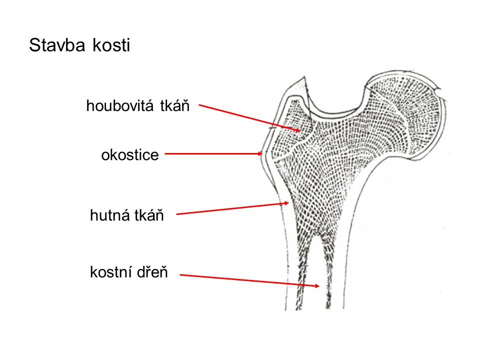 houbovitá tkáň okostice hutná tkáň kostní dřeň