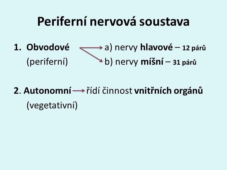 Periferní nervová soustava 1.Obvodové a) nervy hlavové – 12 párů (periferní)b) nervy míšní – 31 párů 2.