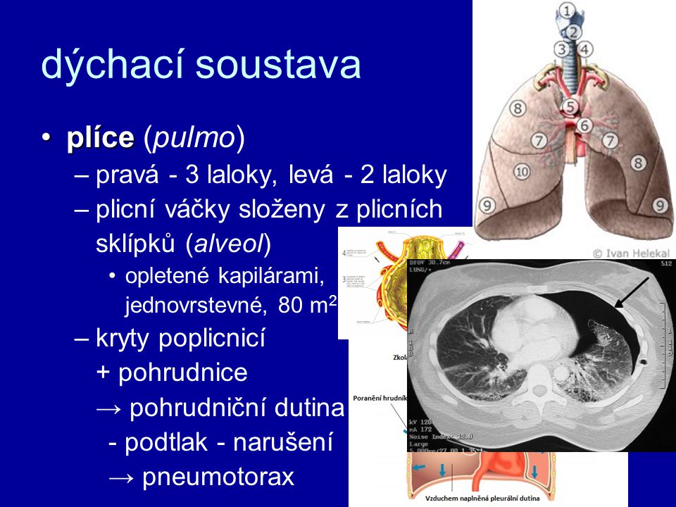 dýchací soustava plíceplíce (pulmo) –pravá - 3 laloky, levá - 2 laloky –plicní váčky složeny z plicních sklípků (alveol) opletené kapilárami, jednovrstevné, 80 m 2 –kryty poplicnicí + pohrudnice → pohrudniční dutina - podtlak - narušení → pneumotorax
