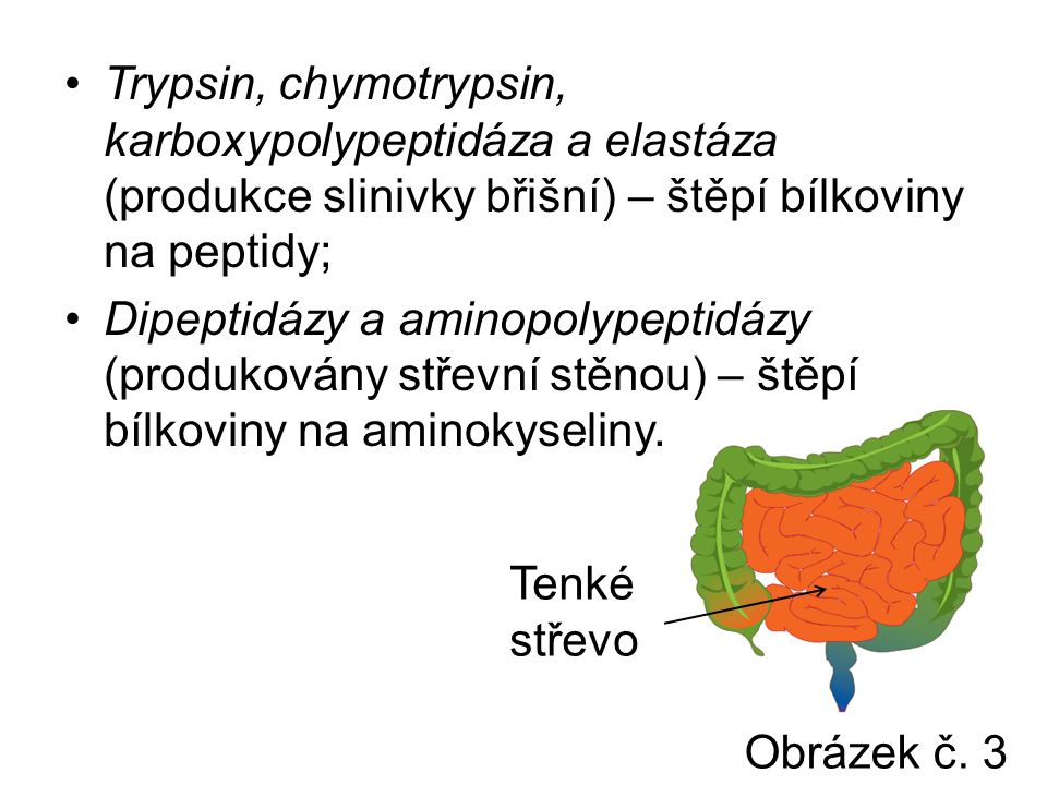 Trypsin, chymotrypsin, karboxypolypeptidáza a elastáza (produkce slinivky břišní) – štěpí bílkoviny na peptidy; Dipeptidázy a aminopolypeptidázy (produkovány střevní stěnou) – štěpí bílkoviny na aminokyseliny.