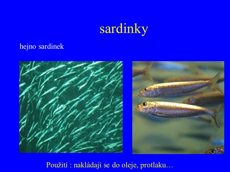 sardinky hejno sardinek Použití : nakládají se do oleje, protlaku…