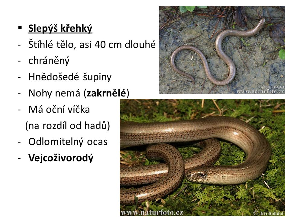  Slepýš křehký -Štíhlé tělo, asi 40 cm dlouhé -chráněný -Hnědošedé šupiny -Nohy nemá (zakrnělé) -Má oční víčka (na rozdíl od hadů) -Odlomitelný ocas -Vejcoživorodý