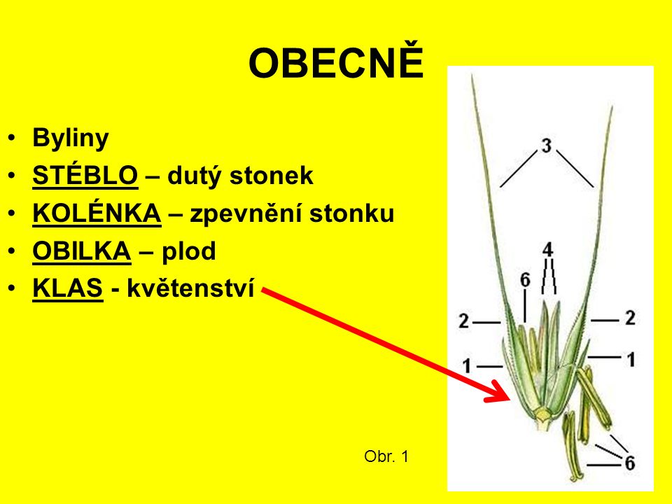OBECNĚ Byliny STÉBLO – dutý stonek KOLÉNKA – zpevnění stonku OBILKA – plod KLAS - květenství Obr. 1