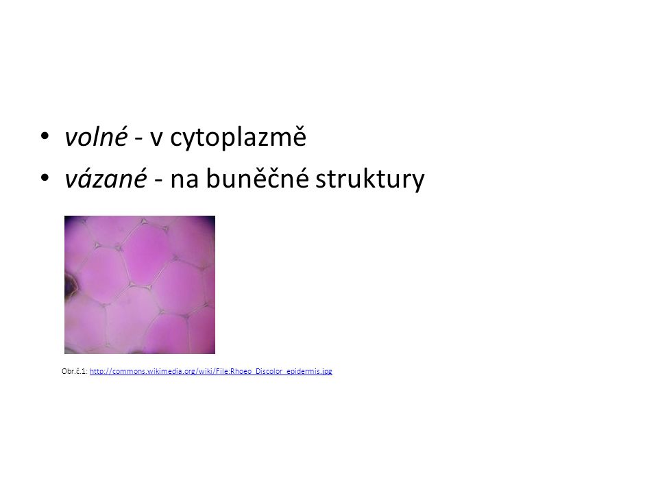 volné - v cytoplazmě vázané - na buněčné struktury Obr.č.1: