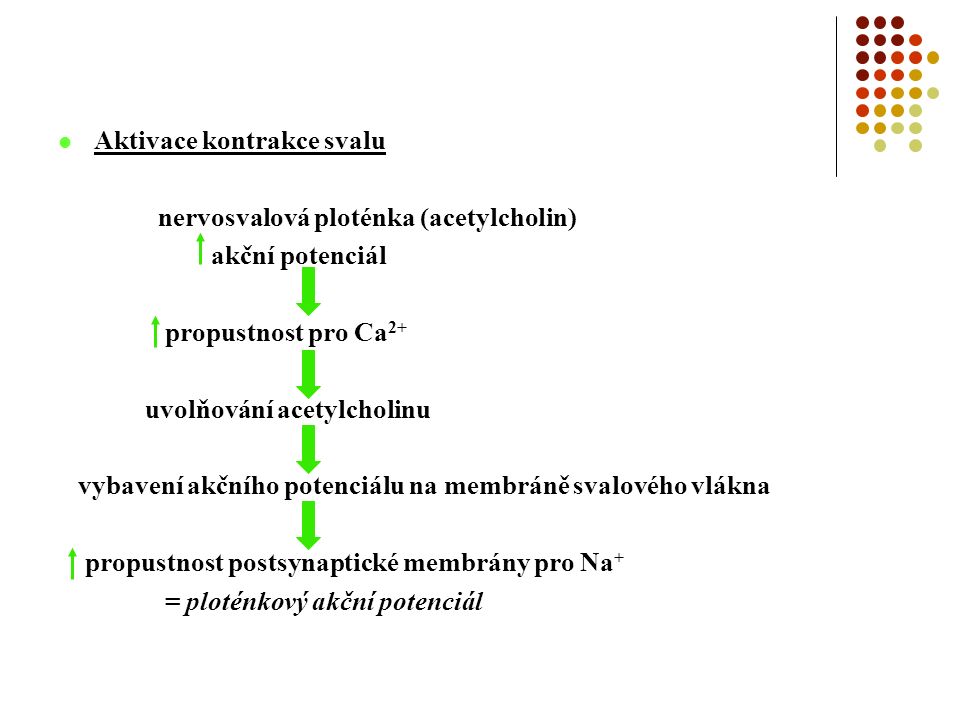 Aktivace kontrakce svalu nervosvalová ploténka (acetylcholin) akční potenciál propustnost pro Ca 2+ uvolňování acetylcholinu vybavení akčního potenciálu na membráně svalového vlákna propustnost postsynaptické membrány pro Na + = ploténkový akční potenciál