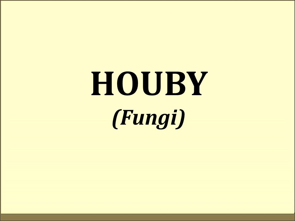 HOUBY (Fungi)
