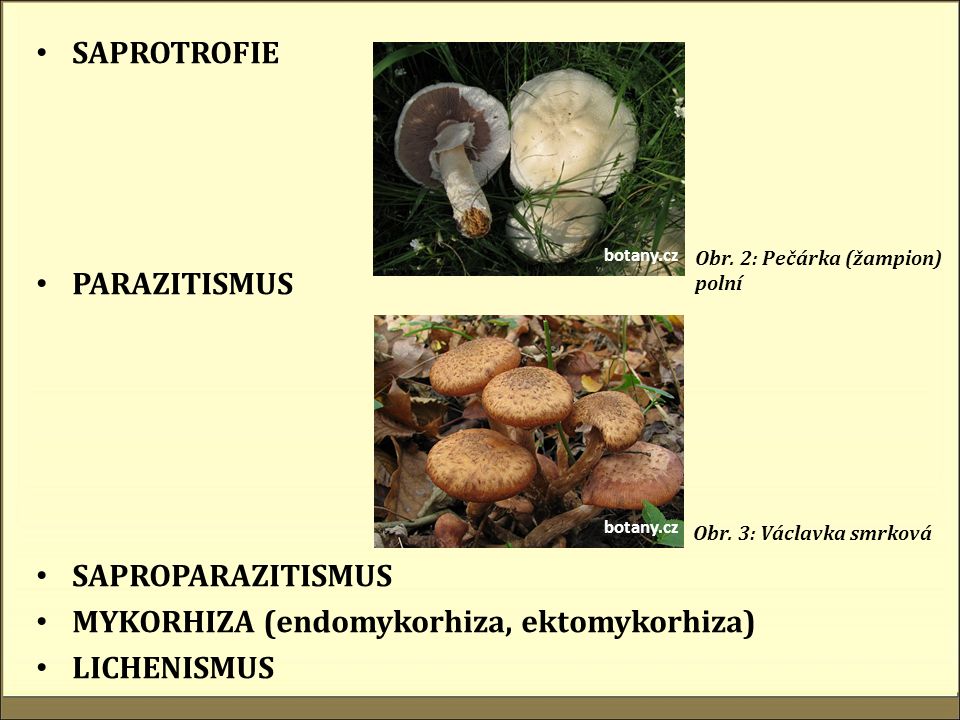 SAPROTROFIE PARAZITISMUS SAPROPARAZITISMUS MYKORHIZA (endomykorhiza, ektomykorhiza) LICHENISMUS botany.cz Obr.