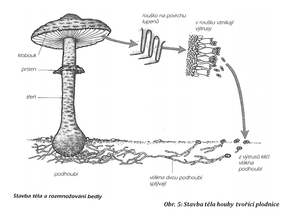 Obr. 5: Stavba těla houby tvořící plodnice