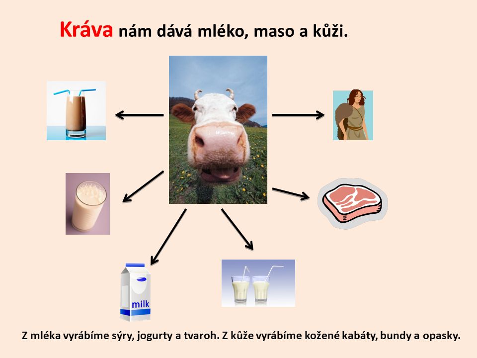 Kráva nám dává mléko, maso a kůži. Z mléka vyrábíme sýry, jogurty a tvaroh.