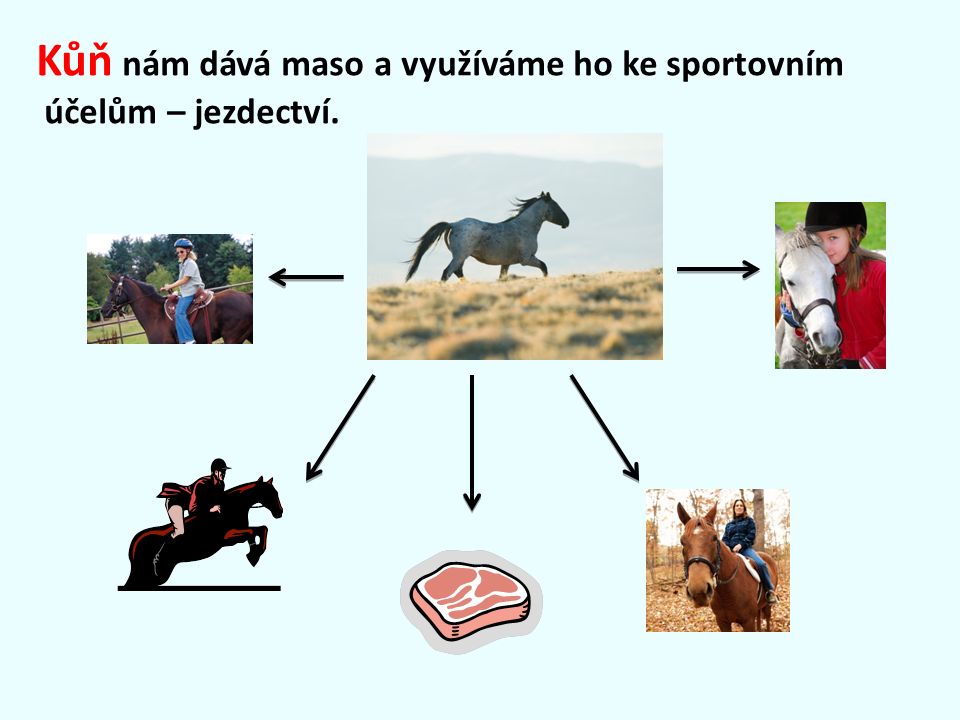 Kůň nám dává maso a využíváme ho ke sportovním účelům – jezdectví.