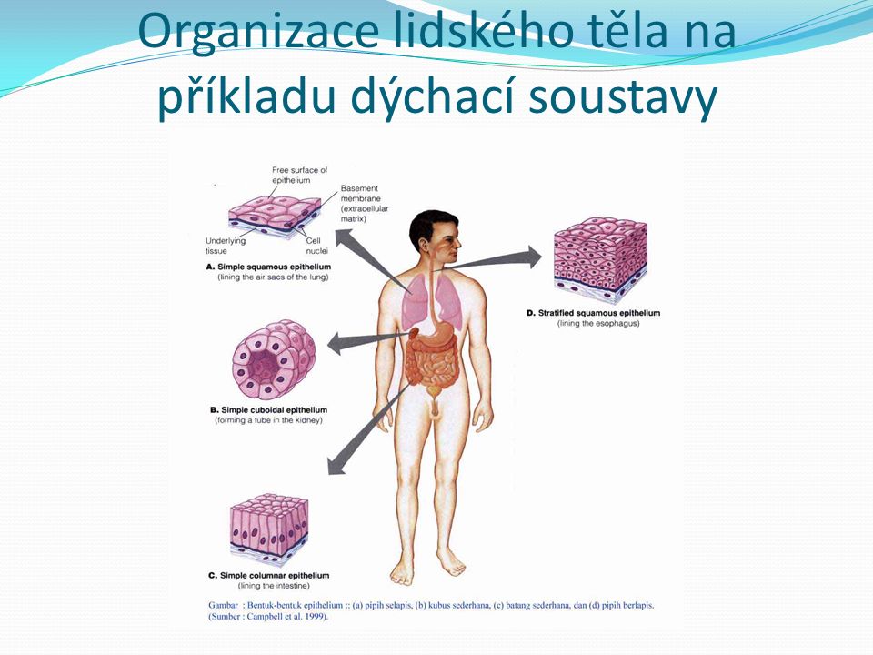 Organizace lidského těla na příkladu dýchací soustavy