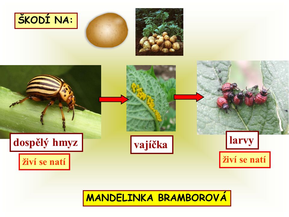dospělý hmyz vajíčka larvy živí se natí ŠKODÍ NA: MANDELINKA BRAMBOROVÁ živí se natí