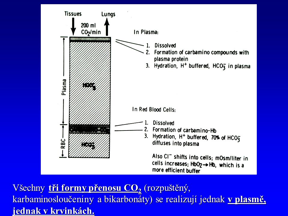 Všechny tři formy přenosu CO 2 (rozpuštěný, karbaminosloučeniny a bikarbonáty) se realizují jednak v plasmě, jednak v krvinkách.