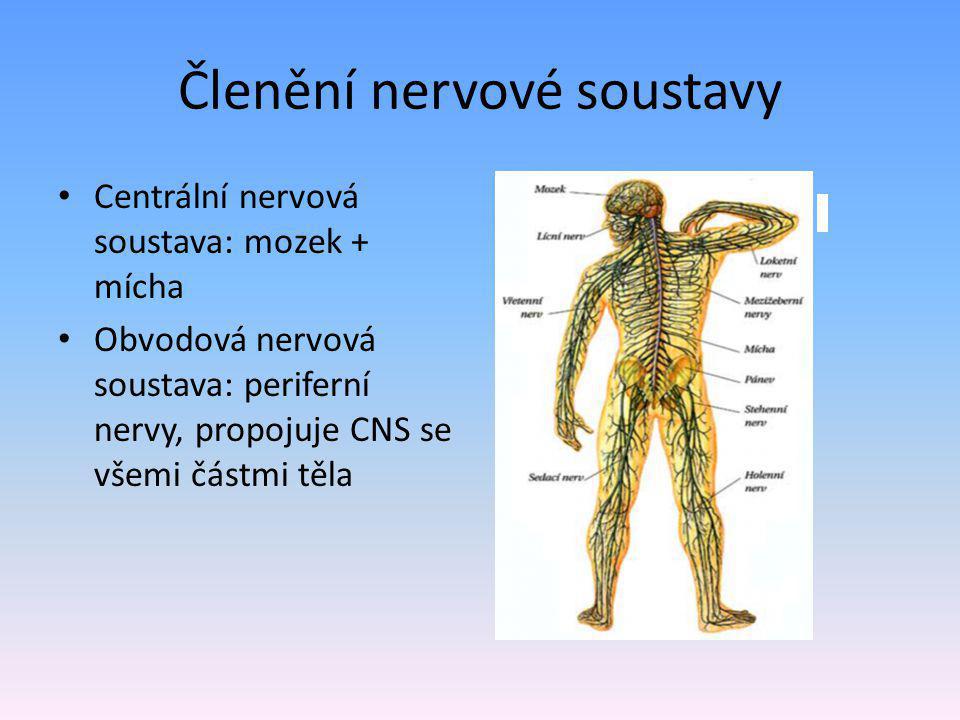 Členění nervové soustavy Centrální nervová soustava: mozek + mícha Obvodová nervová soustava: periferní nervy, propojuje CNS se všemi částmi těla
