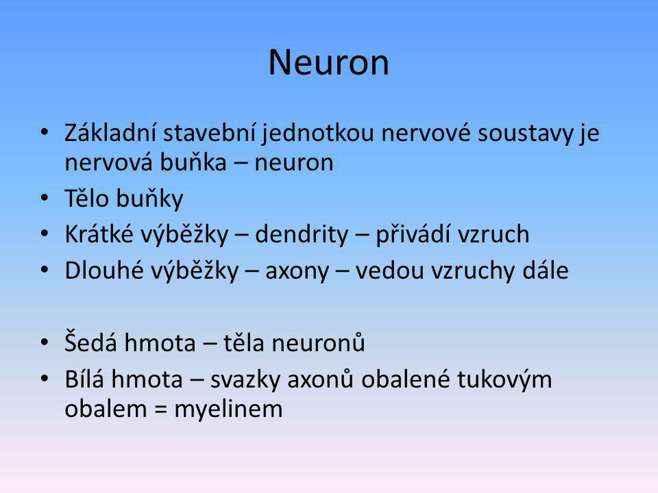 Neuron Základní stavební jednotkou nervové soustavy je nervová buňka – neuron Tělo buňky Krátké výběžky – dendrity – přivádí vzruch Dlouhé výběžky – axony – vedou vzruchy dále Šedá hmota – těla neuronů Bílá hmota – svazky axonů obalené tukovým obalem = myelinem