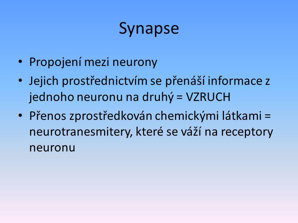Synapse Propojení mezi neurony Jejich prostřednictvím se přenáší informace z jednoho neuronu na druhý = VZRUCH Přenos zprostředkován chemickými látkami = neurotranesmitery, které se váží na receptory neuronu