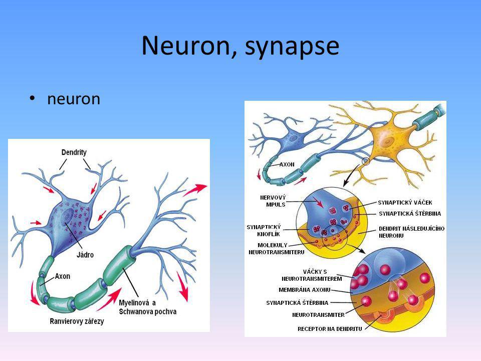 Neuron, synapse neuron synapse
