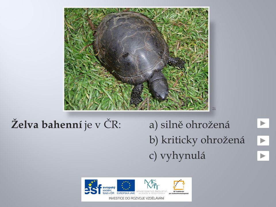 Želva bahenní je v ČR:a) silně ohrožená b) kriticky ohrožená c) vyhynulá 21