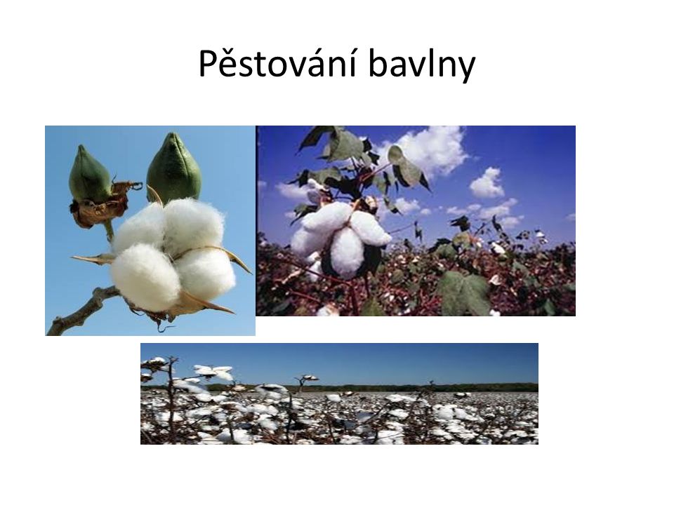 Pěstování bavlny