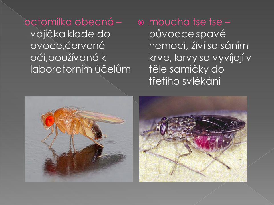 octomilka obecná – vajíčka klade do ovoce,červené oči,používaná k laboratorním účelům  moucha tse tse – původce spavé nemoci, živí se sáním krve, larvy se vyvíjejí v těle samičky do třetího svlékání