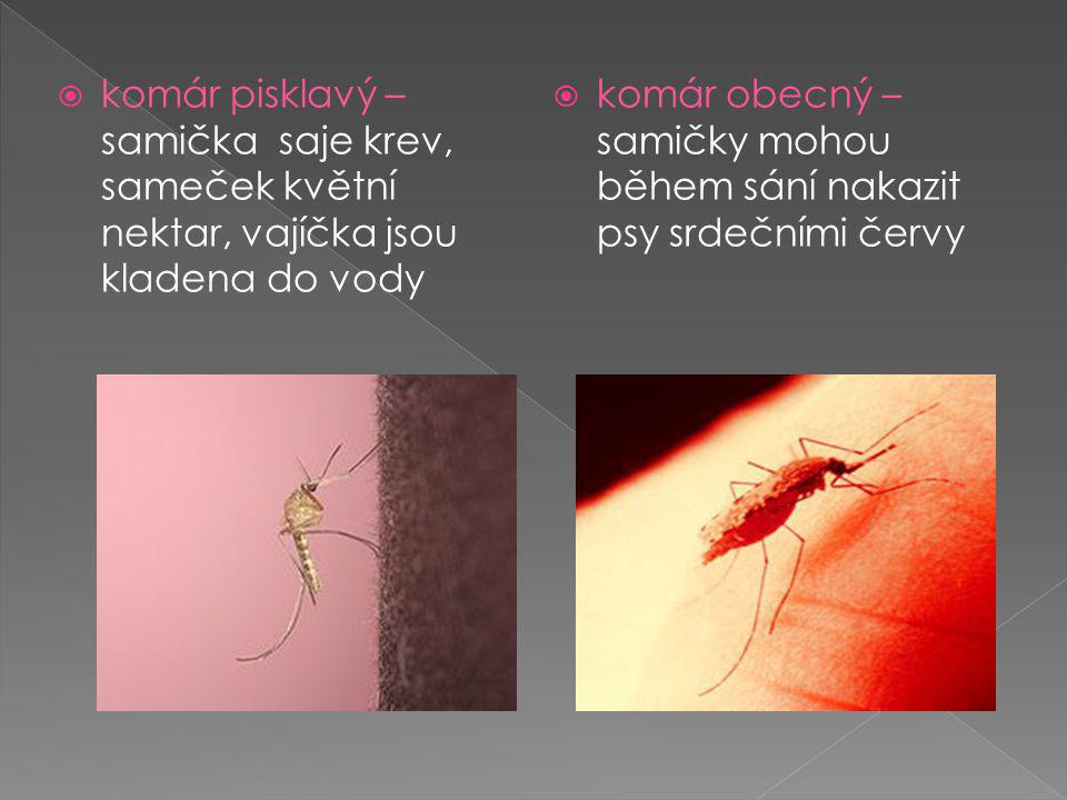  komár pisklavý – samička saje krev, sameček květní nektar, vajíčka jsou kladena do vody  komár obecný – samičky mohou během sání nakazit psy srdečními červy