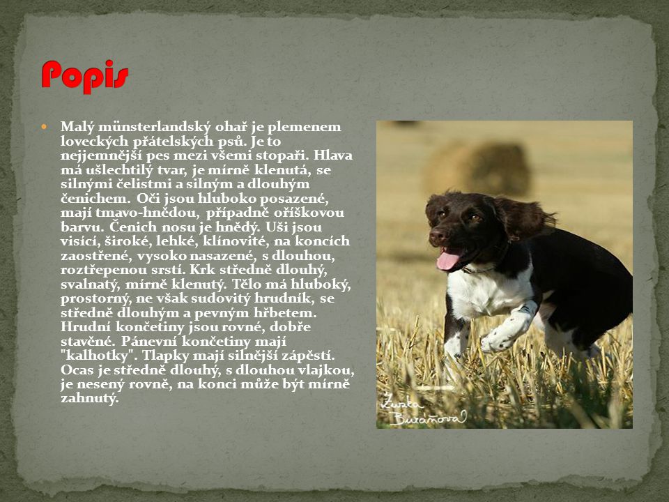 Malý münsterlandský ohař je plemenem loveckých přátelských psů.
