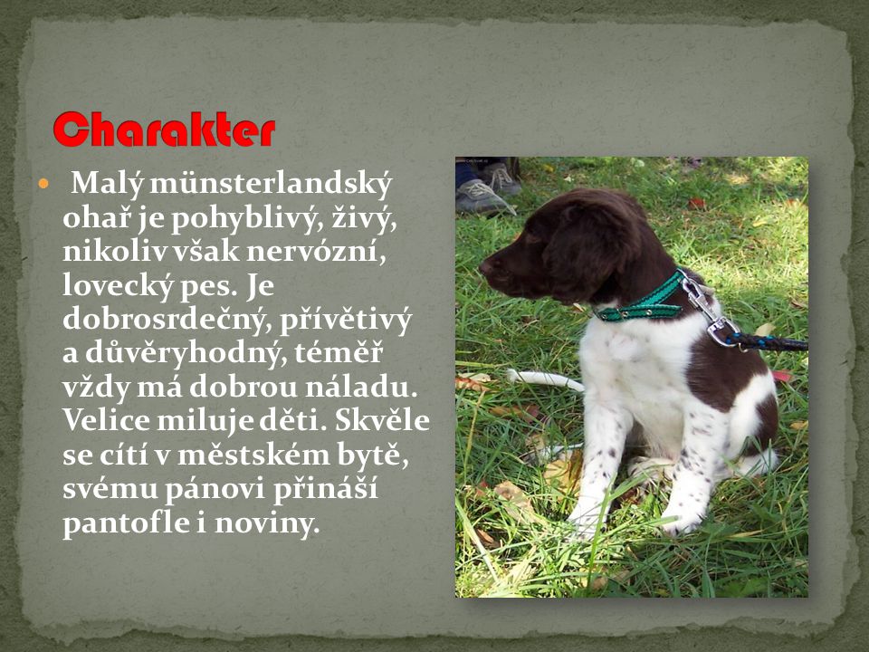 Malý münsterlandský ohař je pohyblivý, živý, nikoliv však nervózní, lovecký pes.