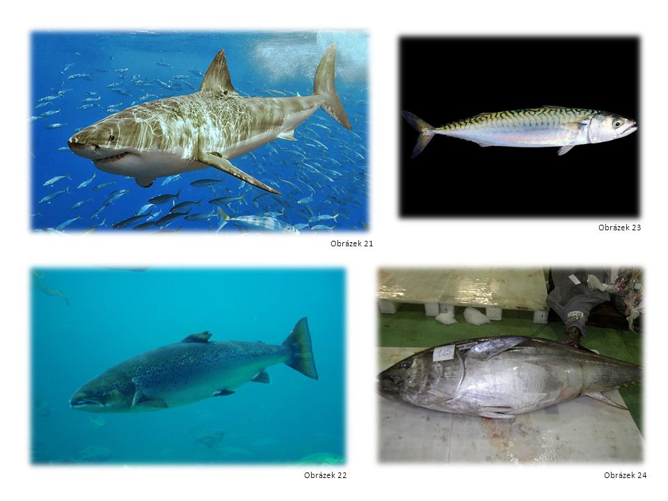 Žralok Losos Makrela tuňák Obrázek 21 Obrázek 22 Obrázek 23 Obrázek 24