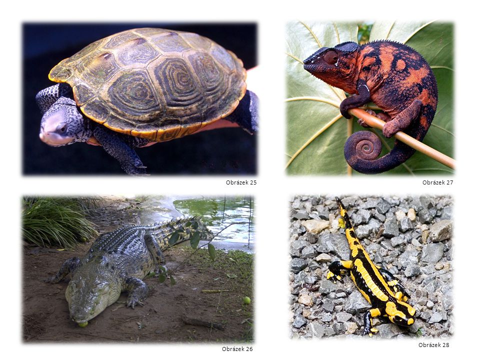 Želva Krokodýl Chameleon mlok Obrázek 25 Obrázek 26 Obrázek 27 Obrázek 28