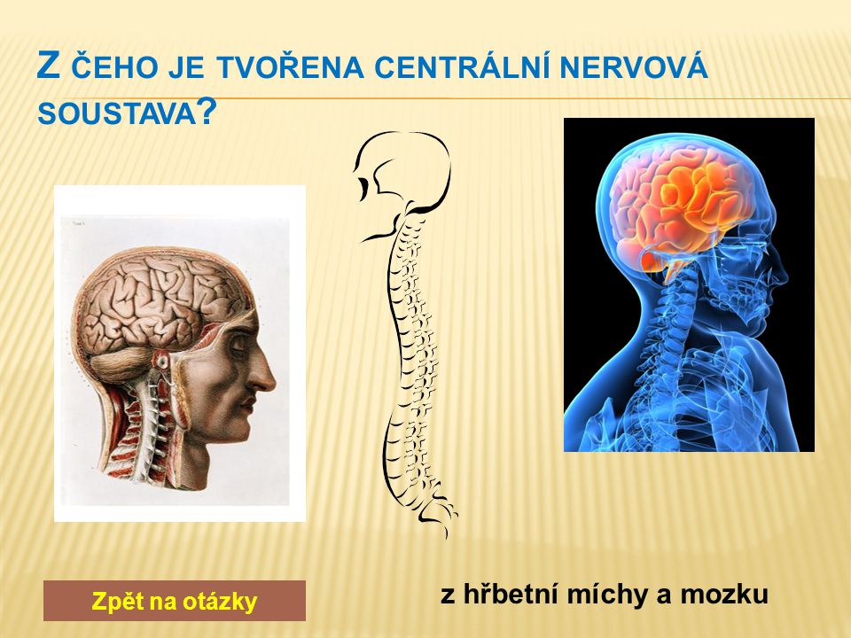 Zpět na otázky neuron – jádro, tělo, dendrity, neurit, myelinová pochva