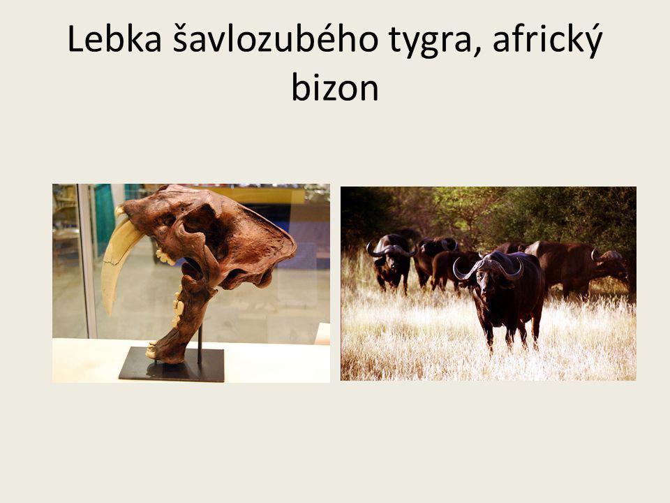 Lebka šavlozubého tygra, africký bizon