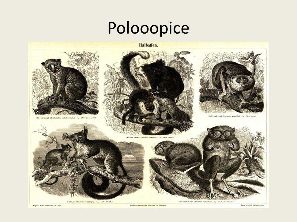 Polooopice