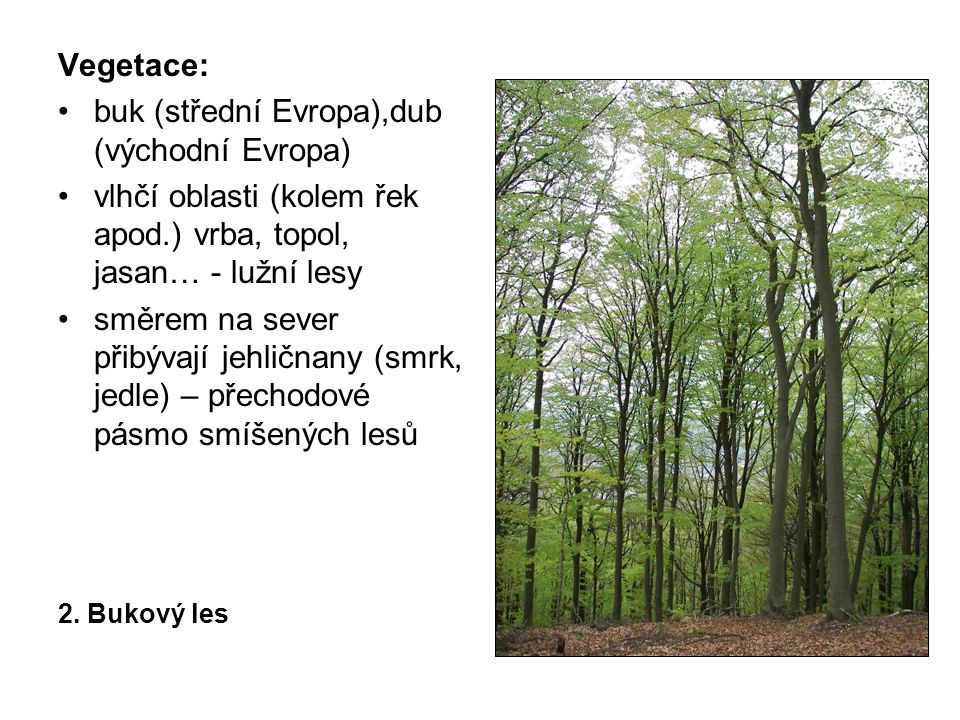 Vegetace: buk (střední Evropa),dub (východní Evropa) vlhčí oblasti (kolem řek apod.) vrba, topol, jasan… - lužní lesy směrem na sever přibývají jehličnany (smrk, jedle) – přechodové pásmo smíšených lesů 2.