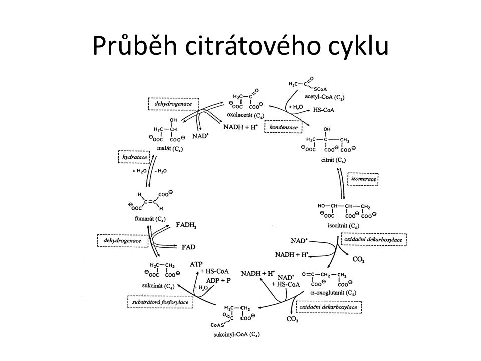 Průběh citrátového cyklu