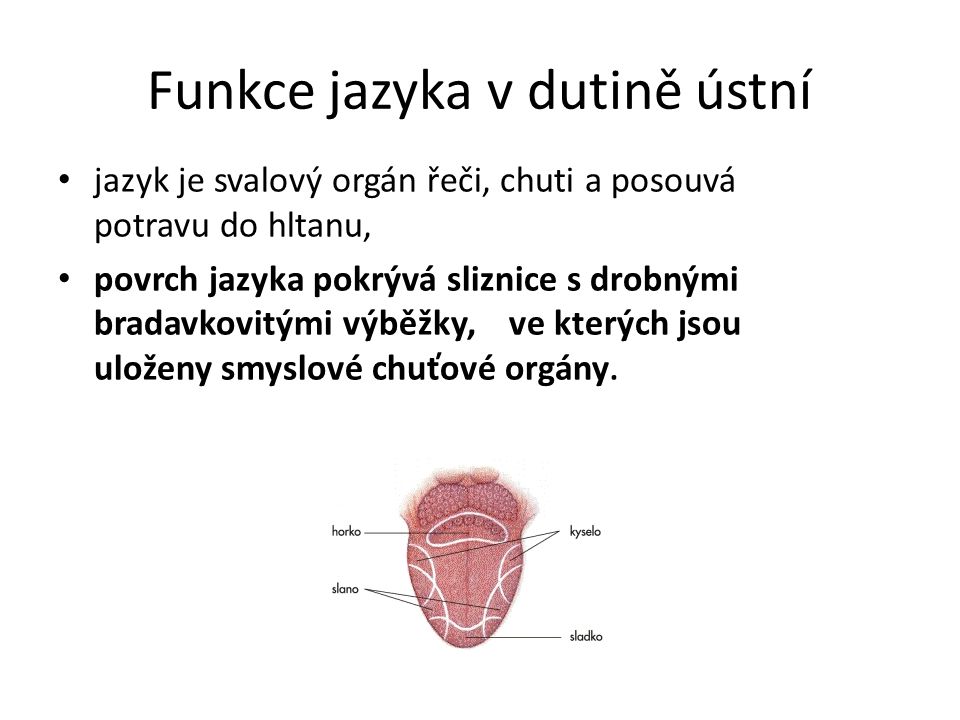 Funkce jazyka v dutině ústní jazyk je svalový orgán řeči, chuti a posouvá potravu do hltanu, povrch jazyka pokrývá sliznice s drobnými bradavkovitými výběžky, ve kterých jsou uloženy smyslové chuťové orgány.