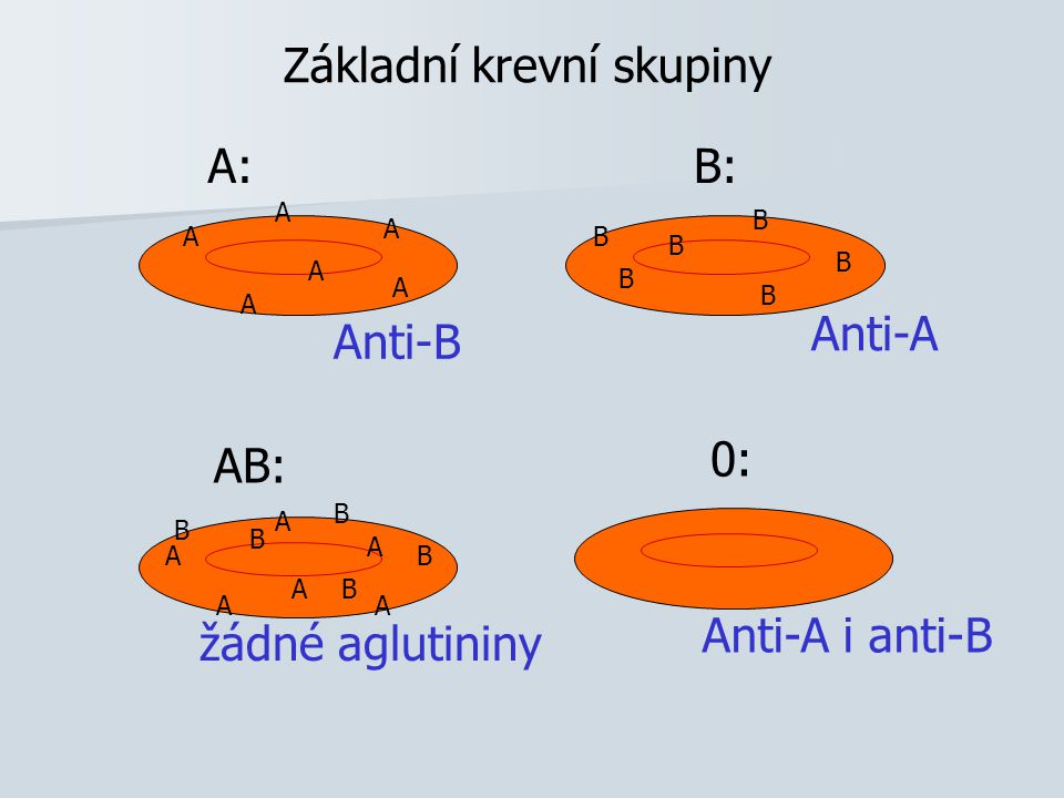 Základní krevní skupiny A: A A A A A A B: B B B B B AB: B B B B BA A A A A A 0: Anti-A Anti-B Anti-A i anti-B žádné aglutininy B