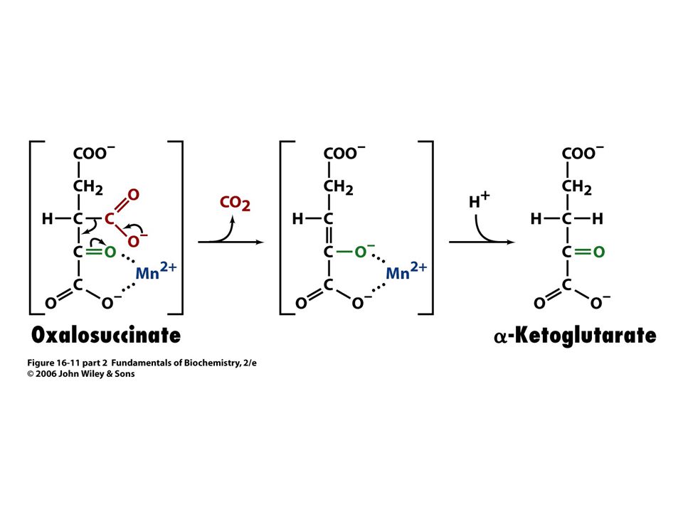 Cyklus trikarboxylových kyselin, citrátový cyklus, Krebsův cyklus. - ppt stáhnout