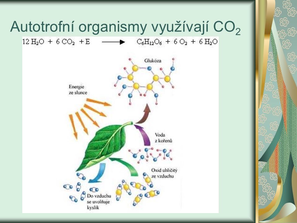 Autotrofní organismy využívají CO 2