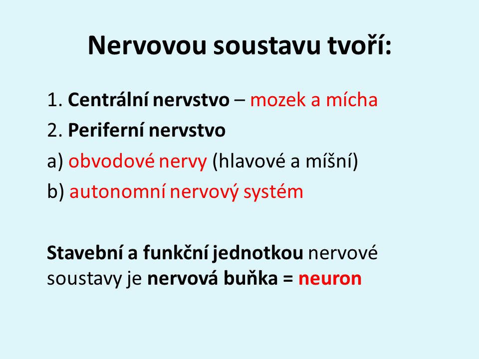 Nervovou soustavu tvoří: 1. Centrální nervstvo – mozek a mícha 2.