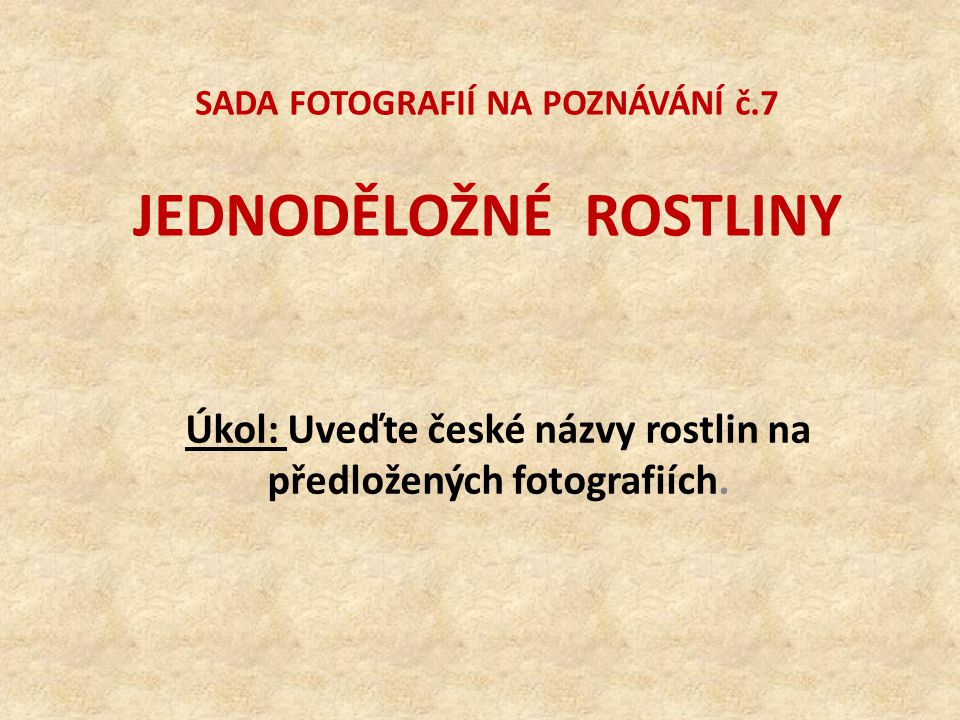 SADA FOTOGRAFIÍ NA POZNÁVÁNÍ č.7 JEDNODĚLOŽNÉ ROSTLINY Úkol: Uveďte české názvy rostlin na předložených fotografiích.