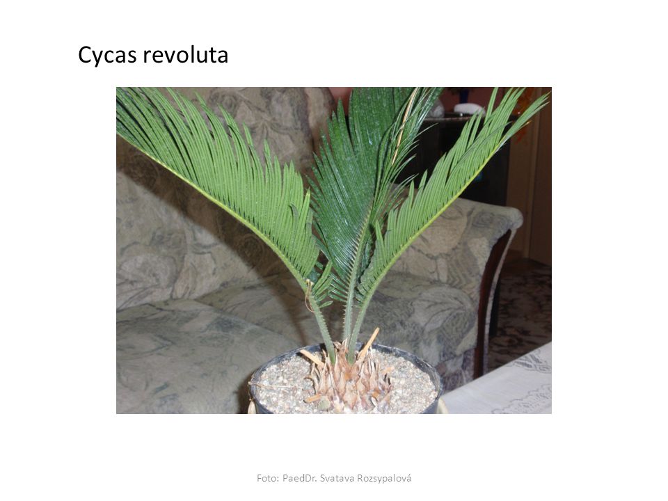 Foto: PaedDr. Svatava Rozsypalová Cycas revoluta