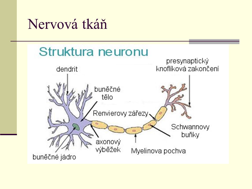 Nervová tkáň