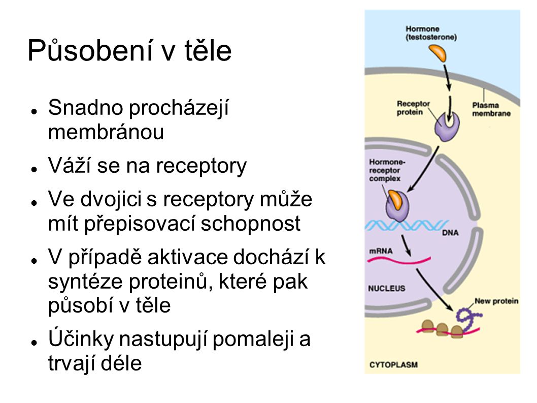 Působení v těle Snadno procházejí membránou Váží se na receptory Ve dvojici s receptory může mít přepisovací schopnost V případě aktivace dochází k syntéze proteinů, které pak působí v těle Účinky nastupují pomaleji a trvají déle