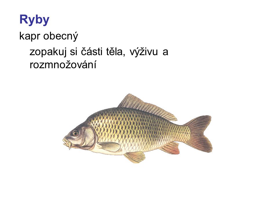 Ryby kapr obecný zopakuj si části těla, výživu a rozmnožování