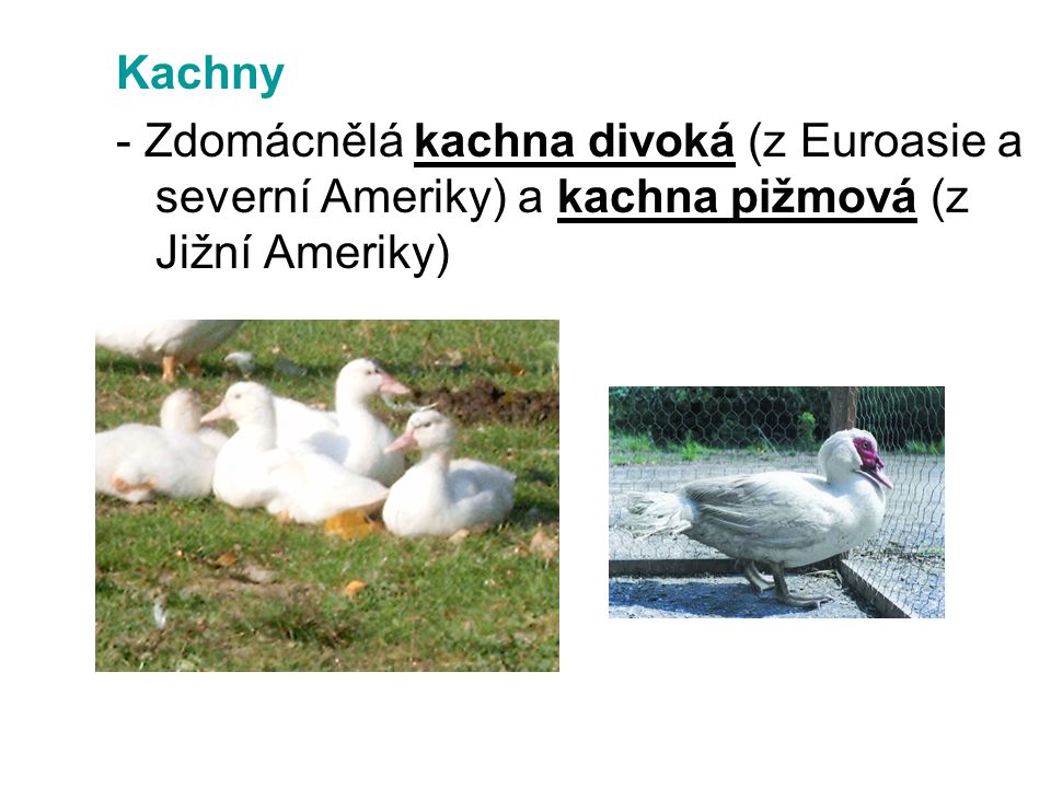 Kachny - Zdomácnělá kachna divoká (z Euroasie a severní Ameriky) a kachna pižmová (z Jižní Ameriky)
