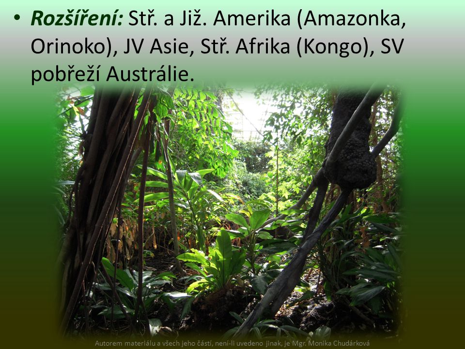 Rozšíření: Stř. a Již. Amerika (Amazonka, Orinoko), JV Asie, Stř.