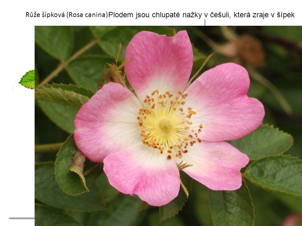 Růže šípková (Rosa canina) Plodem jsou chlupaté nažky v češuli, která zraje v šípek