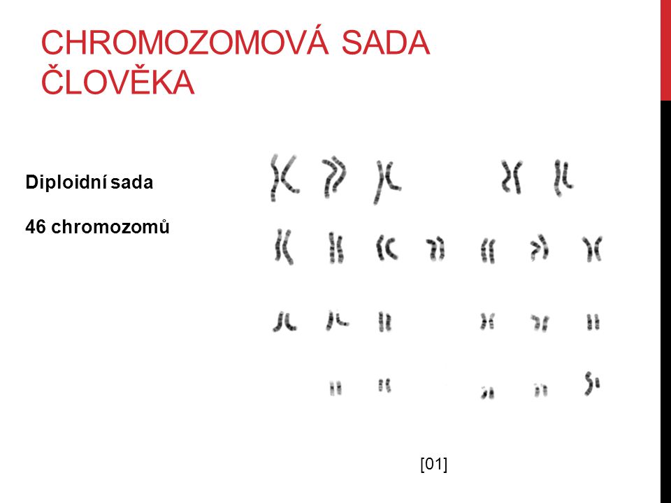 CHROMOZOMOVÁ SADA ČLOVĚKA [01] Diploidní sada 46 chromozomů